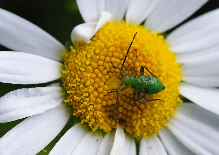 La vita in un fiore - seconda parte